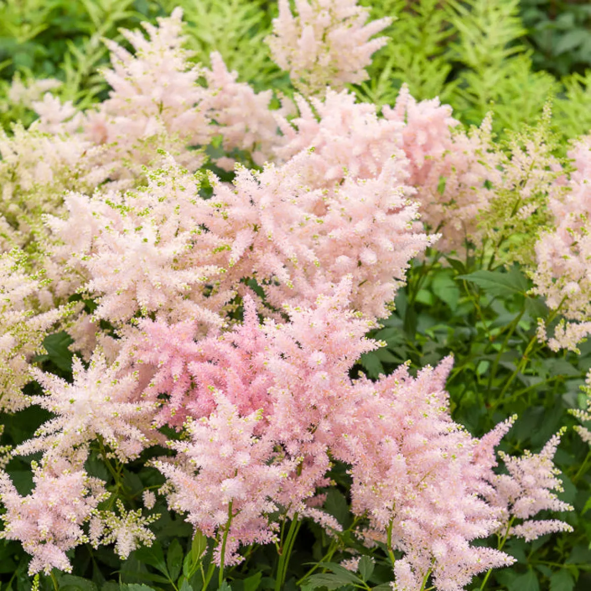 Astilbe du Japon Europa - Rose lumineux à l'ombre