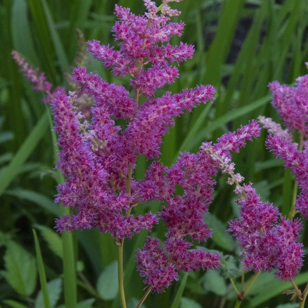 Astilbe du Japon - L'ombre enfin fleurie