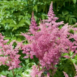 Astilbe hybride Rheinland - Des plumes roses à l'ombre