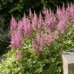Astilbe hybride Rheinland - Des plumes roses à l'ombre