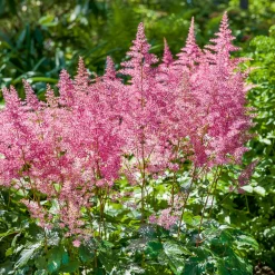 Astilbe hybride Rheinland - Des plumes roses à l'ombre