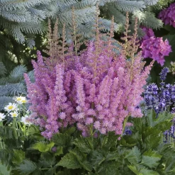 Astilbe Little Visions in Purple® - L'ombre en fête violette