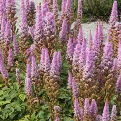 Astilbe 'Pumila' - Un tapis fleuri à l'ombre