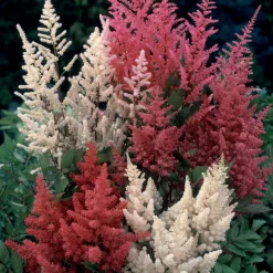 4 Astilbes en mélange - L'ombre enfin fleurie