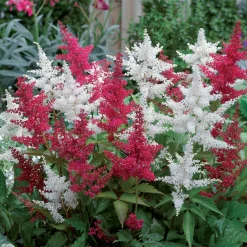 2 Astilbes - L'ombre enfin fleurie
