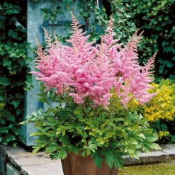 3 Astilbes Nouvelle vague - L'ombre enfin fleurie