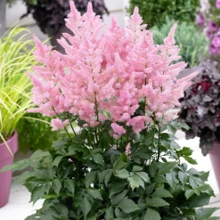 3 Astilbes Nouvelle vague - L'ombre enfin fleurie