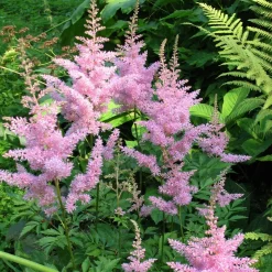 3 Astilbes Nouvelle vague - L'ombre enfin fleurie