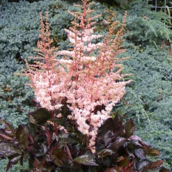 Astilbe Spotlight - L'ombre enfin fleurie