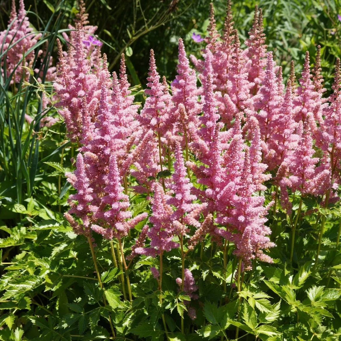 Astilbe Vision in Pink - L'ombre passe au rose