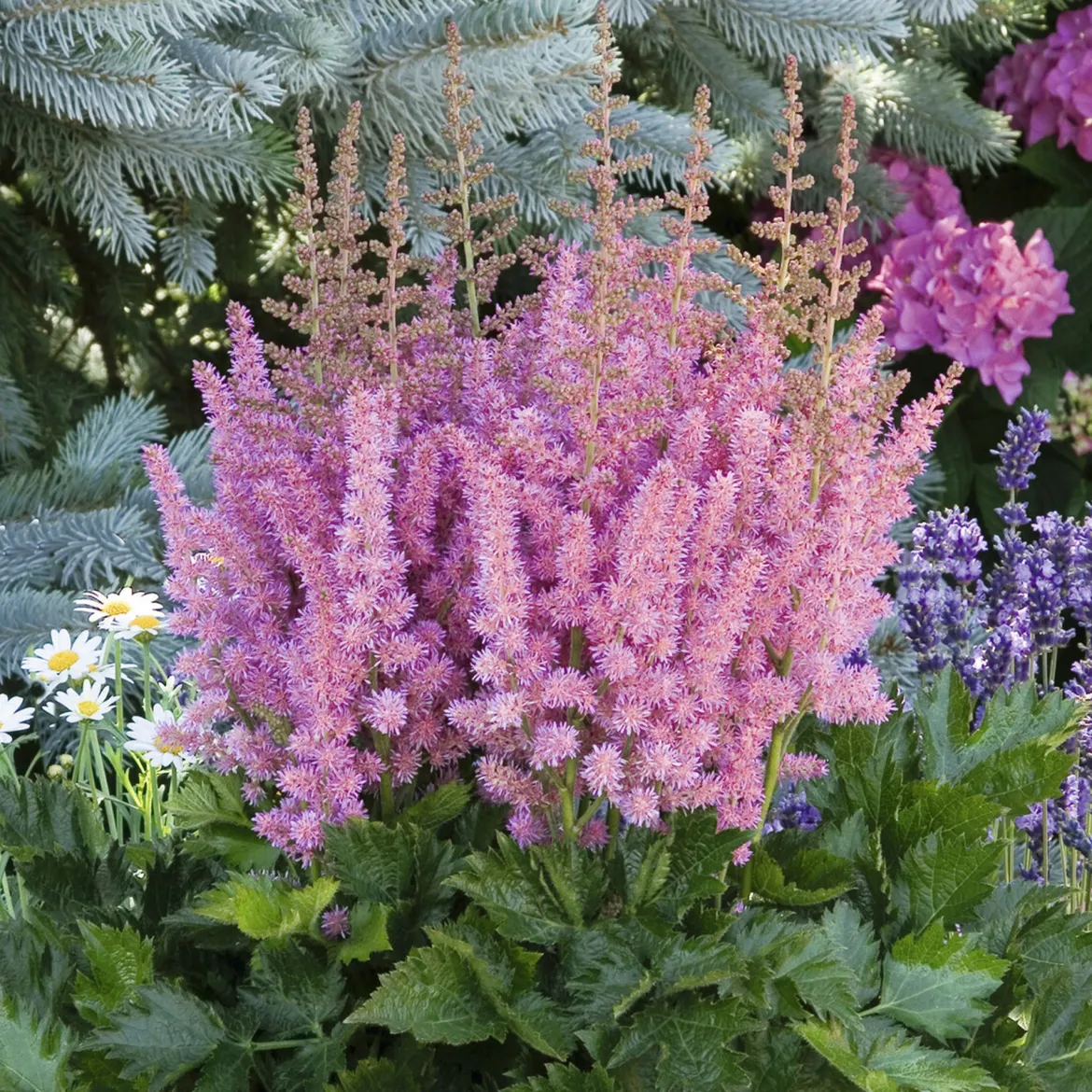 Astilbe Vision in Pink - L'ombre passe au rose