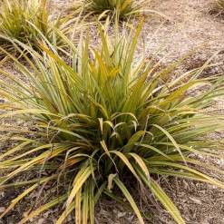 Astélie Westland - Un feuillage argent éclatant