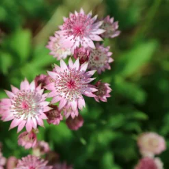 3 Astrances Major rosea - Le charme rose des sous-bois