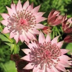 3 Astrances Major rosea - Le charme rose des sous-bois