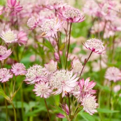 3 Astrances Major rosea - Le charme rose des sous-bois