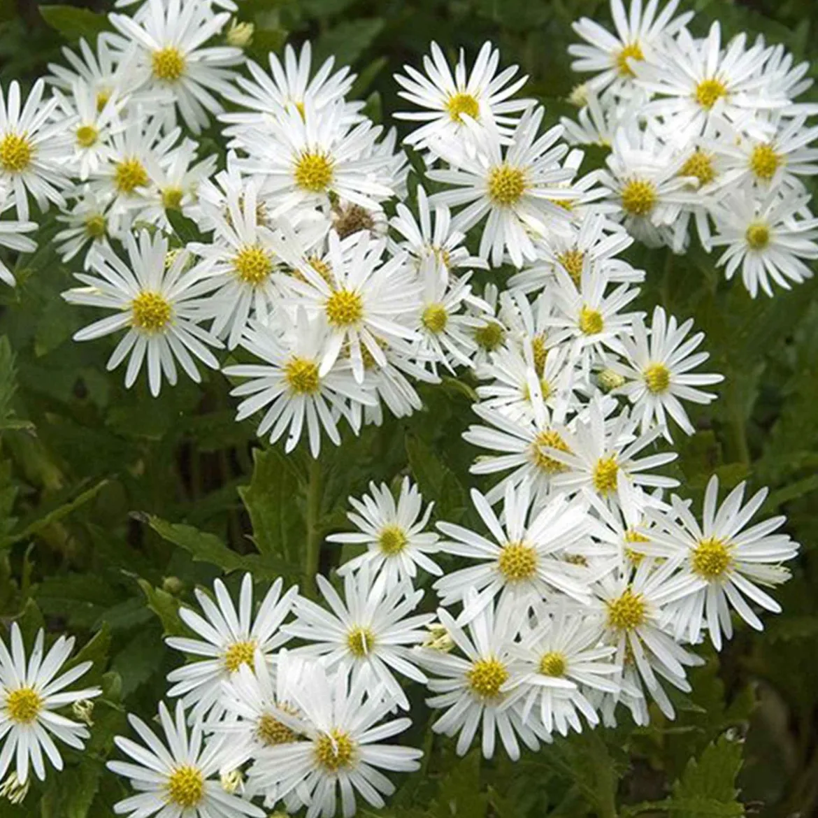 Astère d'automne blancs - Fleurit quand tout se fane