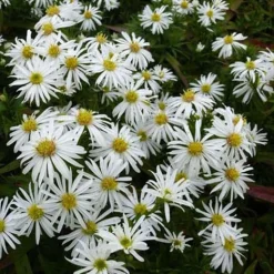 Astère dumosus Kristina - Un tapis fleuri tout l'automne