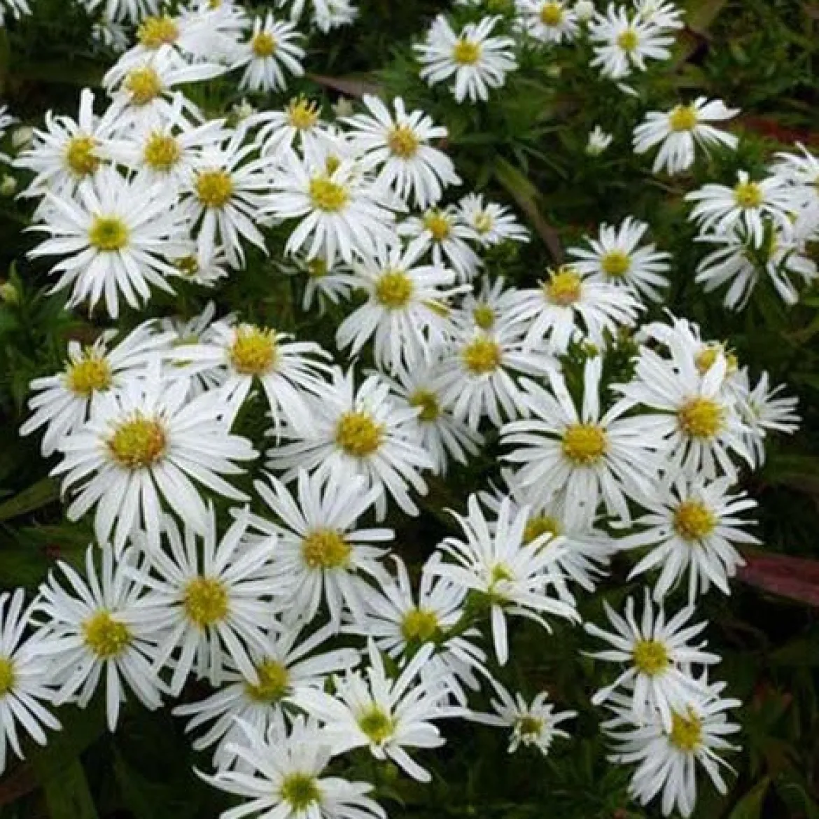 Astère dumosus Kristina - Un tapis fleuri tout l'automne