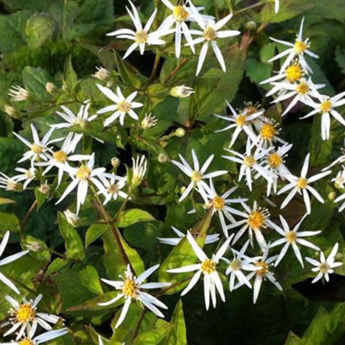 Astère à feuilles en cœur Silver Spray - Le jardin fleuri jusqu'en novembre