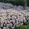 Astère nain d'Automne Asran - Un tapis violet dès l'automne