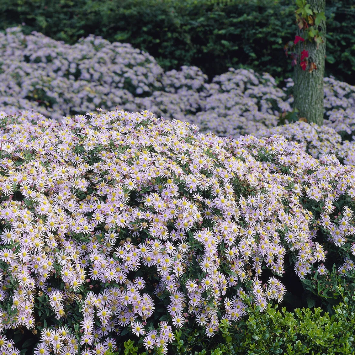 Astère nain d'Automne Asran - Un tapis violet dès l'automne