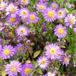 Astère nain d'automne Ezo Murazaki - Le violet star de l'automne