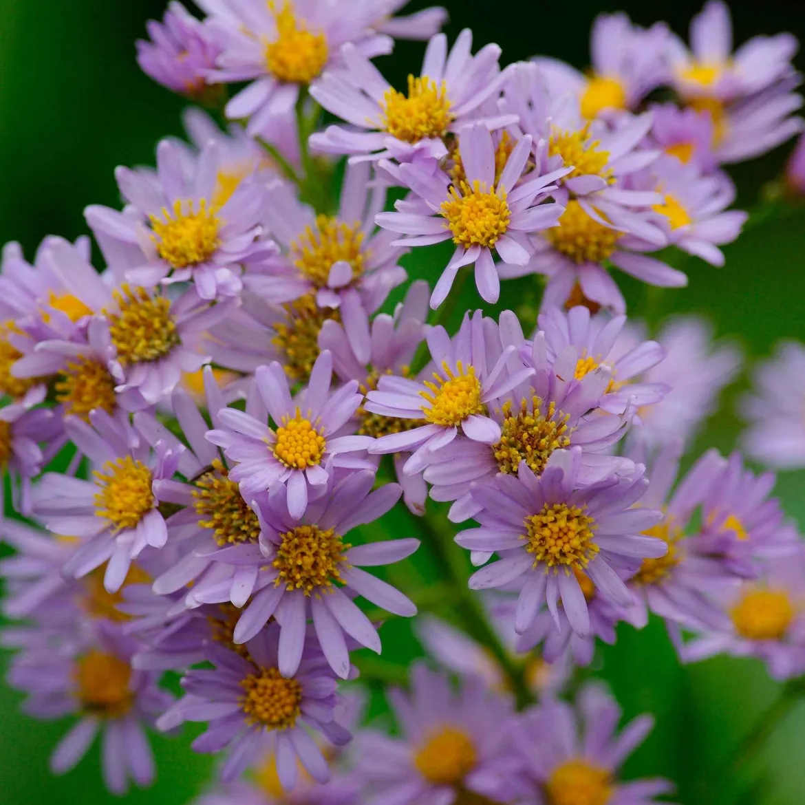Astère nain d'automne Stardust - Fleurs jusqu'aux gelées