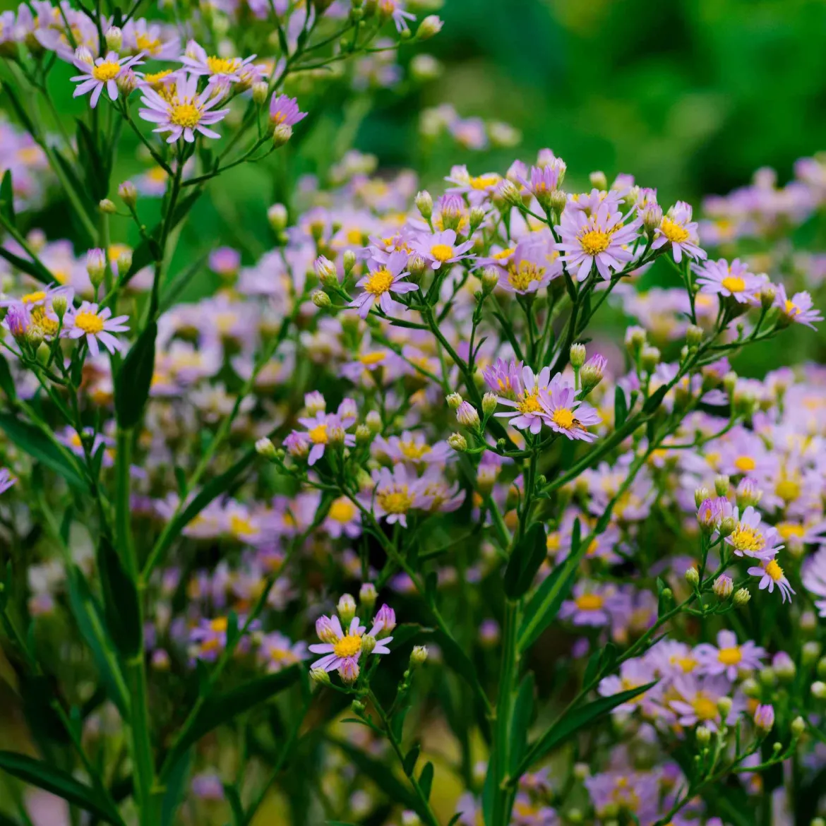 Astère nain d'automne Stardust - Fleurs jusqu'aux gelées