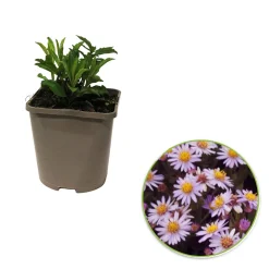 Astère nain d'automne Stardust - Fleurs jusqu'aux gelées