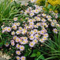 Astère nain d'automne Stardust - Fleurs jusqu'aux gelées