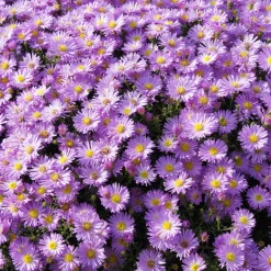 Astère nain Herbstgruss vom Bresrhof - Le jardin fleuri en automne