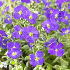 Aubriète Cascade Blue - Un tapis bleu qui déborde