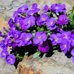 Aubriète Cascade Purple - Un tapis violet en cascade