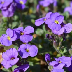 Aubriète Cascade Purple - Un tapis violet en cascade