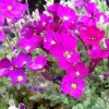Aubriète Cascade Red - Une cascade de fleurs en avril