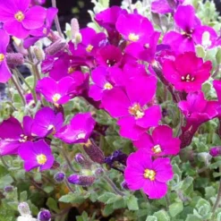 Aubriète Cascade Red - Une cascade de fleurs en avril