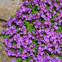 Aubriète Hamburger Stadtpark - Un tapis violet dès mars