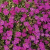 Aubriète Regado Red - Un tapis de fleurs au printemps