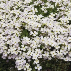Aubriète Regado White - Un tapis blanc en un printemps