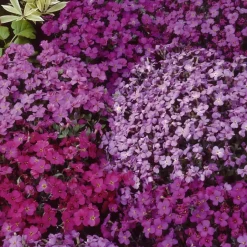Aubriètes vivaces Cascade en mélange - Un tapis de fleurs au printemps