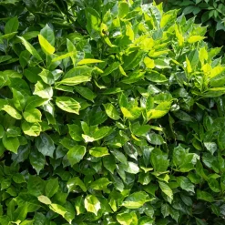 Aucuba du Japon Rozannie - Vert toute l'année sans effort