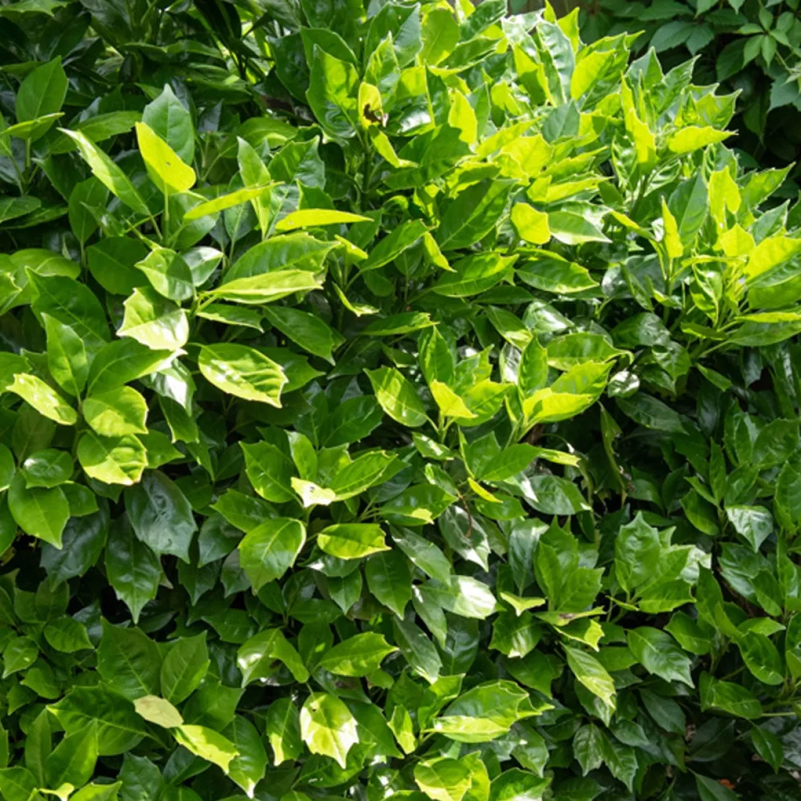 Aucuba du Japon Rozannie - Vert toute l'année sans effort