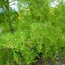 Aulne glutineux Imperialis - Un feuillage aérien unique