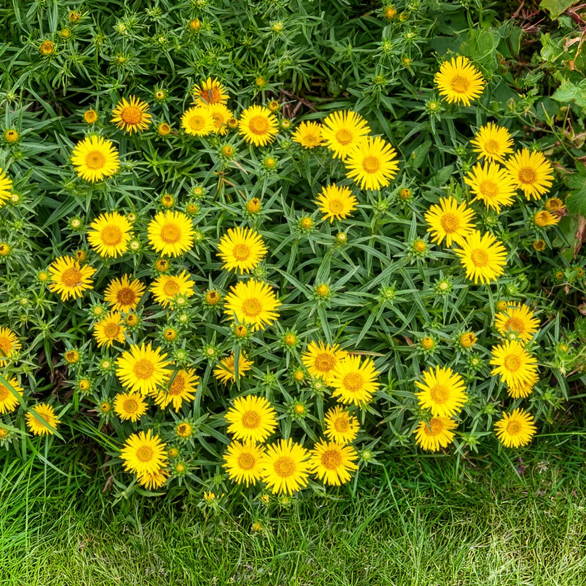 Aunée à feuille en épée - Fleurs jaunes sans arrosage