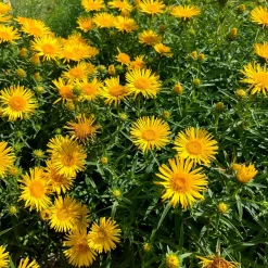 Aunée à feuille en épée - Fleurs jaunes sans arrosage