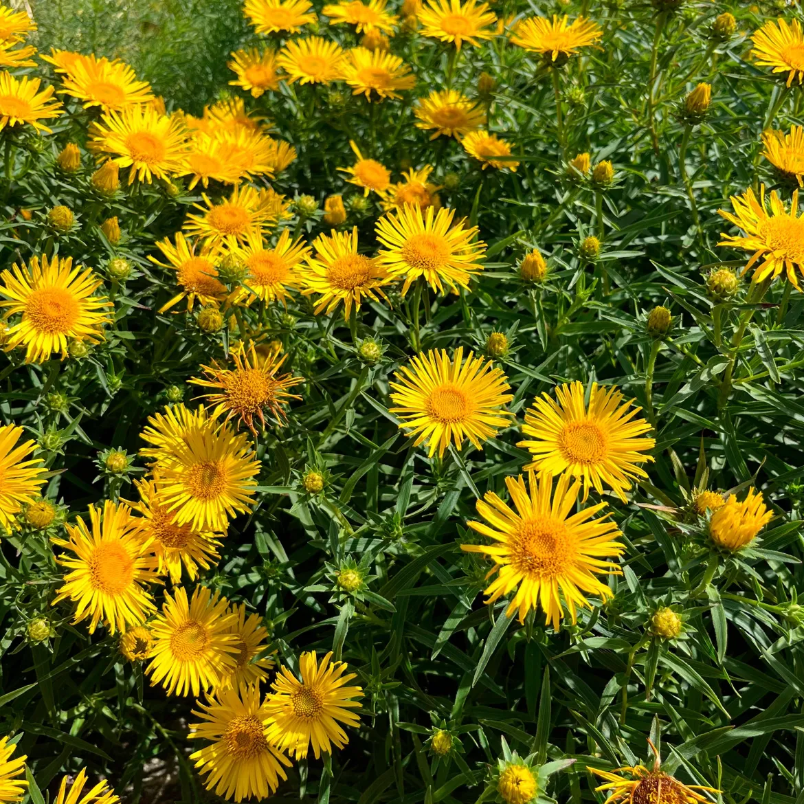 Aunée à feuille en épée - Fleurs jaunes sans arrosage