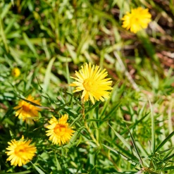 Aunée à feuille en épée - Fleurs jaunes sans arrosage