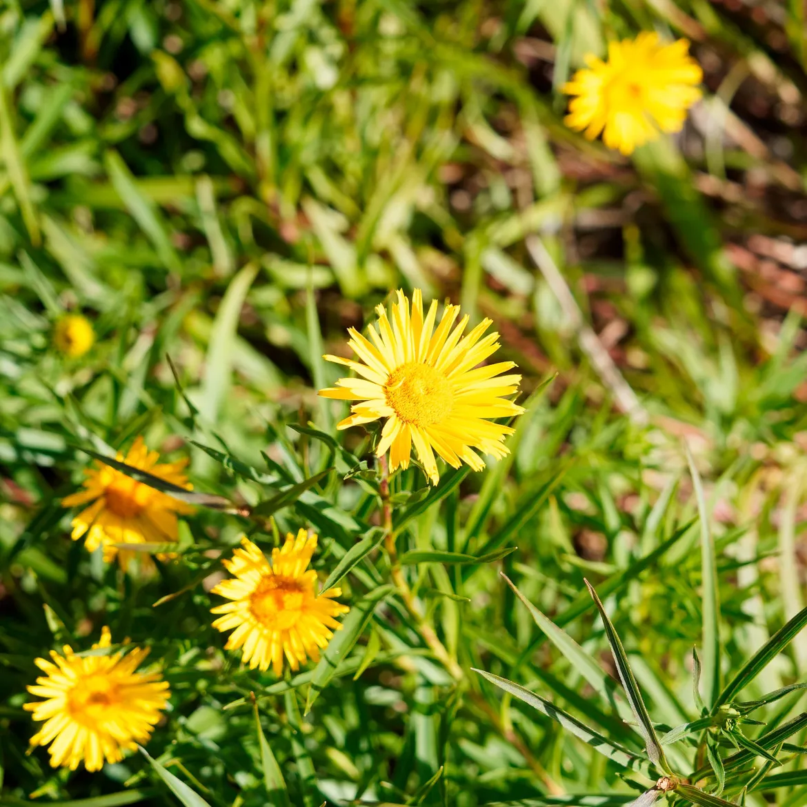 Aunée à feuille en épée - Fleurs jaunes sans arrosage