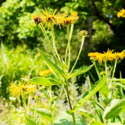 Aunée magnifique - Le géant jaune du jardin