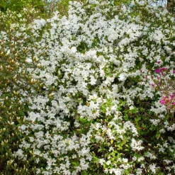 Azalea Palestrina - Un nuage blanc au jardin